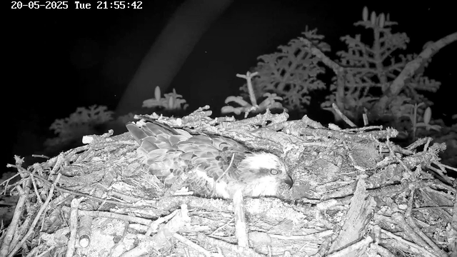 A young bird of prey, possibly an osprey, lies in a large nest made of sticks and twigs. The nest is situated within a tree, with branches and foliage visible in the background. The image is in black and white, and the timestamp at the top left indicates it was taken on May 20, 2025, at 21:55:42.