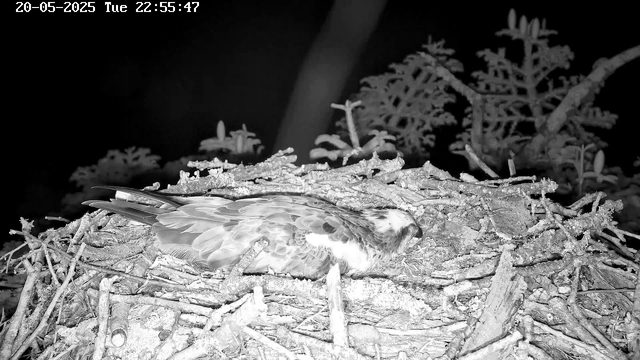 A black and white image of a bird, possibly an osprey, lying on its side on a nest made of sticks and twigs. The nest is situated among branches and leaves of trees. The scene appears to be captured at night or with infrared, with the timestamp "20-05-2025 Tue 22:55:47" in the upper left corner.