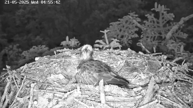 A bird, likely an osprey, is sitting in its nest made of sticks and twigs on a tree branch. The image is in black and white and appears to be taken from a webcam, with a timestamp in the top left corner. The background consists of dense foliage and tree branches. The bird has a white head and dark wings, and it is looking away from the camera.