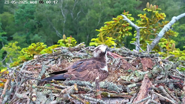 A bird with brown and white feathers is sitting in a nest made of sticks and twigs on a tree branch. The background shows green foliage and trees, with a timestamp and date at the top left corner.