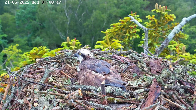 A young osprey is sitting in its nest made of twigs and moss, surrounded by green trees and foliage in the background. The bird has brown feathers on its body, a white head with a dark eye stripe, and yellow eyes, looking alertly to the side. The nest is situated high among the branches of trees, with sunlight illuminating the scene. The timestamp and date are displayed in the top left corner of the image.