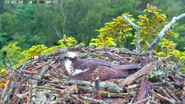A young osprey is sitting in its nest made of twigs and branches, surrounded by lush green trees and foliage. The bird has brown and white feathers, with striking yellow eyes and a curved beak. The nest is situated high in a tree, providing a broad view of the surrounding forest. The image appears to be captured from a webcam, with a timestamp in the upper left corner showing the date and time.