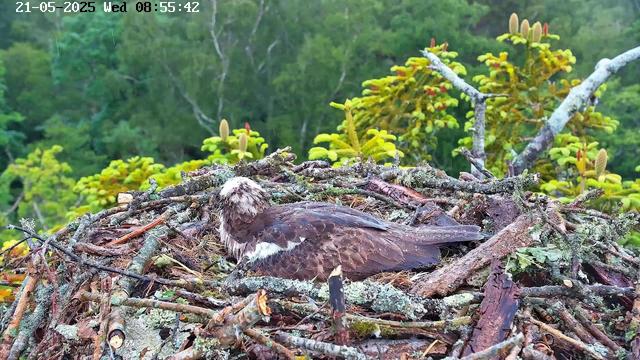 A young hawk rests on its nest made of sticks and moss, surrounded by lush green trees and foliage. The image is timestamped "21-05-2025 Wed 08:55:42" in the top left corner.