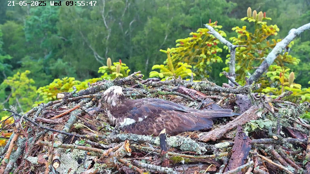 A bird with brown and white feathers is sitting in a nest made of sticks and twigs. The nest is situated among lush green foliage, with a background of trees and leaves. The image was captured from a webcam and shows a timestamp of May 21, 2025, at 9:55 AM.