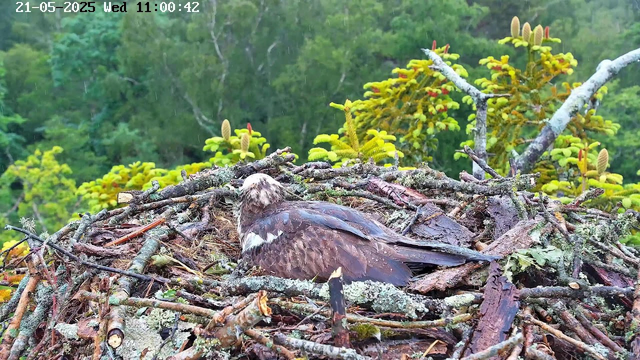 A young bird of prey, likely a hawk, is sitting in a nest made of sticks and moss. The nest is situated among green tree branches with small conifer-like needles in the background. The bird appears to be resting, with its head turned slightly to the side. The image is captured from a webcam and has a timestamp at the top left corner showing the date as May 21, 2025, and the time as 11:00:42.