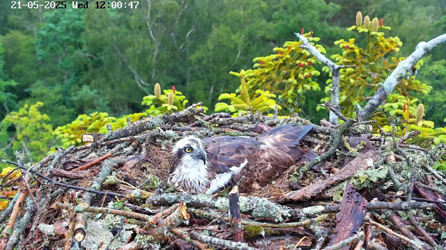 A young osprey is lying in its nest made of sticks, moss, and small branches, perched atop a tree. The bird has brown and white feathers, with a white head and distinctive yellow eyes. The background features bright green foliage with various small plants and trees. The timestamp in the upper left corner indicates the date as May 21, 2025, and the time as 12:00:47.