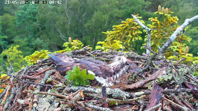 A bird with brown and white feathers lies on a large nest made of sticks and moss, situated in a green forest. The background shows leafy trees and a bright, natural outdoor setting. The timestamp on the top left indicates the date as May 21, 2025, and the time as 13:00:42 on a Wednesday.