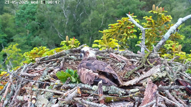 A young bird with brown and white feathers is sitting in a nest made of twigs and branches. The nest is situated among lush green foliage and small plants, with a dense green forest in the background. The image is captured from a webcam, with a timestamp showing "21-05-2025 Wed 14:00:47" in the top left corner.