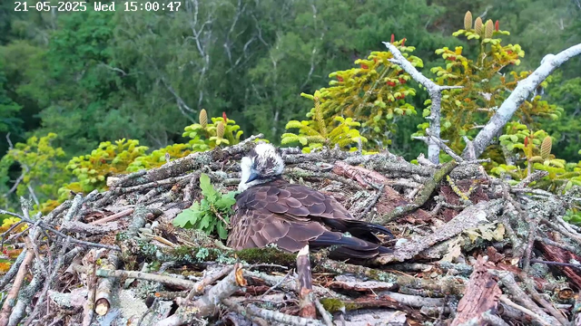 A bird, likely an osprey chick, is sitting in a nest made of sticks and branches on a tree. The background consists of green foliage, including coniferous leaves, and the image appears to be taken from a webcam, with a timestamp showing the date as May 21, 2025, and the time as 15:00:47.