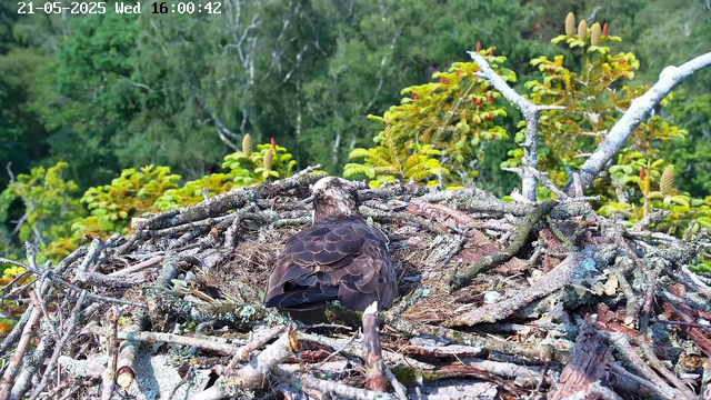 A bird of prey, likely an eagle or hawk, sits in its large nest made of sticks and twigs, situated high in the branches of a tree. The nest is surrounded by green foliage, and the background features a dense forest. The bird is facing away from the camera, showing only its back and part of its head. The image is timestamped and dated in the top left corner, showing the date as May 21, 2025, and the time as 16:00:42.