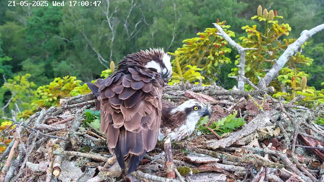 Two young ospreys are sitting in a nest made of twigs and branches, surrounded by green foliage and trees in the background. One osprey has its feathers fluffed up with closed eyes, while the other is looking out with bright yellow eyes and an open beak. The scene appears to be captured from a webcam, with a timestamp at the top indicating the date and time.