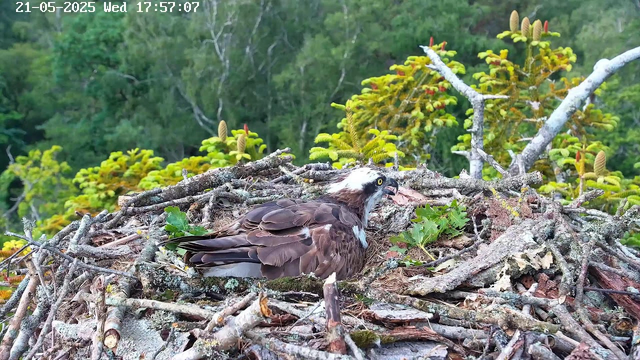 A young bird of prey with brown and white feathers is lying in a nest made of twigs and branches. The bird has striking yellow eyes, a sharp beak, and appears to be eating or feeding itself. The nest is situated among green trees and foliage, with some yellow-green plants nearby. The background features lush green trees, indicating a forested environment. The image has a timestamp at the top reading "21-05-2025 Wed 17:57:07".