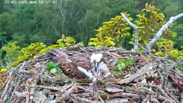 A young bird, likely a juvenile bird of prey, is sitting in a large nest made of sticks and branches. The nest is situated high in a tree with green foliage and flowering plants in the background. The bird has brown and white feathers with a speckled appearance and is looking toward the camera. The image has a timestamp in the upper left corner indicating the date and time as May 21, 2025, at 6:57 PM.