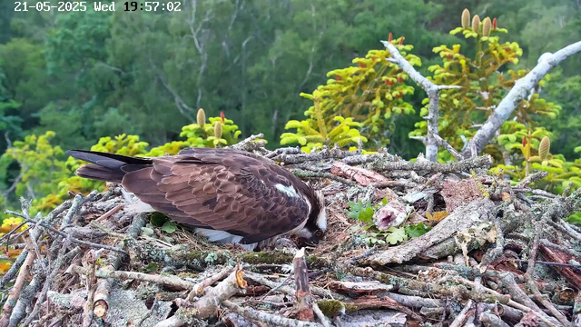 A bird of prey, likely an osprey, is perched on its nest made of twigs and branches on a tree. The bird is leaning forward, with its head close to the nest, possibly feeding or inspecting its chicks. The background shows green foliage and a cloudy sky. The timestamp on the image indicates the date as May 21, 2025, and the time as 19:57:02.