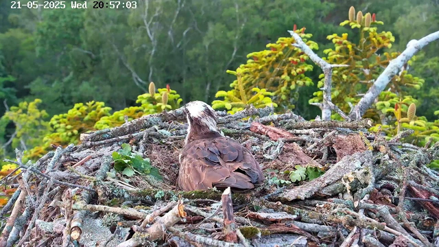 A bird is sitting in its nest made of sticks and twigs, nestled among green leaves and moss. The background shows lush green trees and foliage. The timestamp in the upper left corner indicates the date and time as May 21, 2025, at 20:57:03.