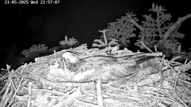 A bird is resting on its nest made of sticks and twigs, surrounded by foliage. The image is black and white, taken at night, with the bird’s feathers showing detailed textures. The scene appears to be outdoors, with some leaves and branches visible in the background. The timestamp in the top left corner indicates the date and time as May 21, 2025, at 21:57:07.
