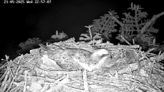 A bird of prey, possibly an eagle, is lying on a nest made of sticks and twigs. The nest is situated on a tree branch, and there are leaves and branches in the background. The image is in black and white, and the timestamp indicates it was taken on May 21, 2025, at 10:57 PM.