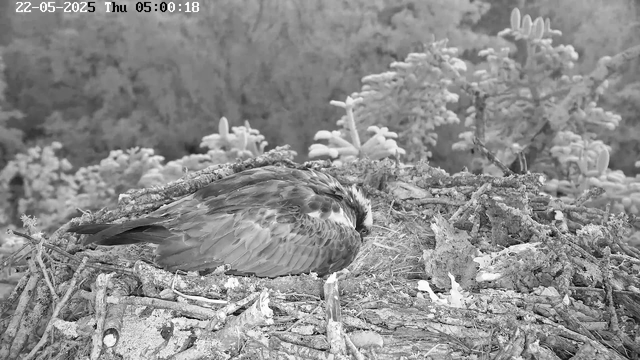 A bird of prey, possibly a hawk or an eagle, is resting in its nest made of twigs and branches. The nest is situated among trees with dense foliage in the background. The image is in black and white, and the bird appears to be sleeping or resting with its head tucked into its body. The timestamp in the upper left corner indicates the date and time as May 22, 2025, at 5:00 AM.