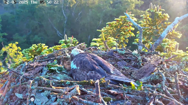 An adult bird of prey, likely an osprey, is sitting on a nest made of sticks and moss at sunrise or early morning, as indicated by the soft sunlight and the timestamp showing 5:58 AM. The nest is surrounded by lush green foliage and some yellow flowering plants. The background shows dense trees, and the overall scene has a calm, natural forest setting. The date on the image is May 22, 2025.