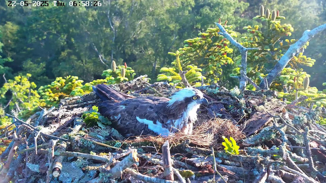 A bird of prey, possibly an osprey, is resting on its nest made of sticks and twigs. The nest is situated among green foliage and is surrounded by tree branches, with sunlight illuminating the scene. The background features a dense, green forest. The bird has a white head with a dark eye stripe, yellow eyes, and brown and white feathers on its body.