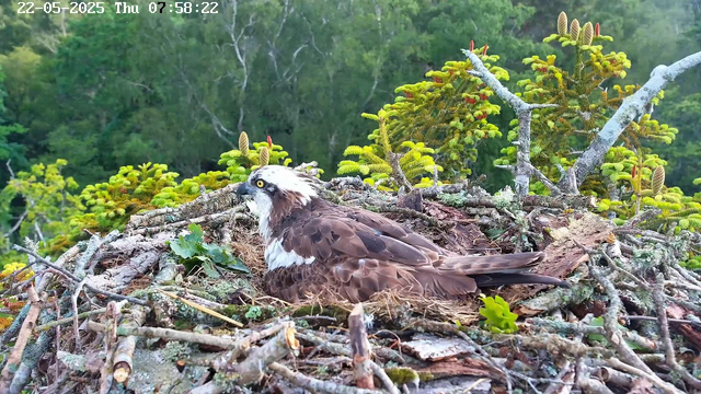 An osprey is sitting on a nest made of sticks and twigs, surrounded by green foliage and coniferous trees. The bird has brown and white plumage, with a distinctive white head and dark eye markings. The nest is situated high in a tree, and the background shows a dense, lush forest. The timestamp on the image indicates it was taken on May 22, 2025, at 7:58 in the morning.