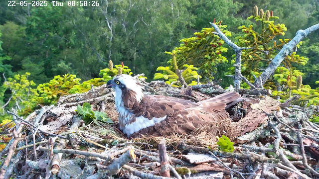 An osprey is sitting in its nest made of sticks, with green foliage and trees in the background. The nest appears to be high in a tree canopy. The image shows the bird with distinctive white and brown plumage and intense yellow eyes. The timestamp in the upper left corner indicates the date and time as May 22, 2025, at 8:58 AM.