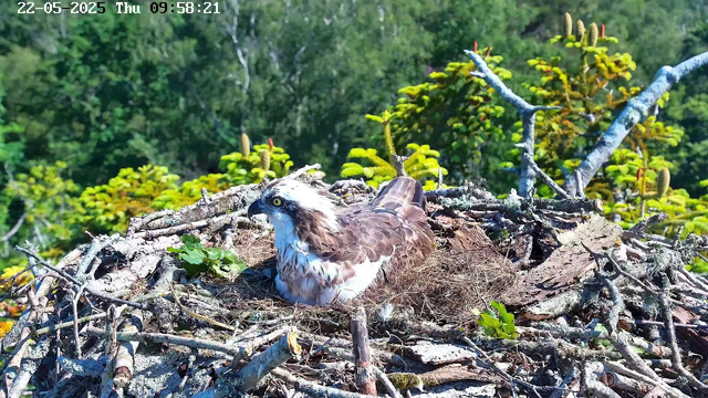 A bird of prey, likely an osprey, is sitting in its nest made of twigs and branches. The nest is situated among lush green foliage, with various plants and trees in the background. The osprey has a white head with dark eye markings, yellow eyes, and brown feathers covering its body. The image appears to be taken in bright daylight, and the date and time are displayed at the top of the image.