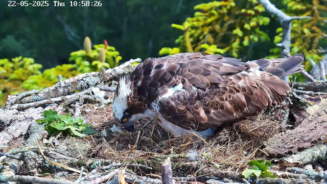A close-up of an osprey sitting on its nest made of sticks and twigs, with green foliage in the background. The osprey is leaning forward, with its head turned down, appearing to be inspecting or feeding its nest. Its feathers are brown and white, and it has a distinctive yellow eye. The top left corner displays the date and time: 22-05-2025, Thursday, 10:58:26.