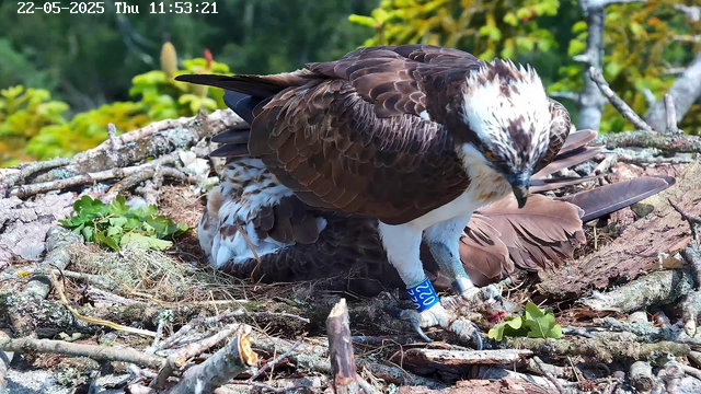 A close-up of a bird of prey, possibly an osprey, sitting on a nest made of sticks and twigs. The bird has brown and white feathers, with distinctive white markings on its head and a sharp black beak. It is wearing a blue identification band on its leg. The nest is situated among tree branches and greenery, with a background of blurred green leaves. The timestamp on the image reads "22-05-2025 Thu 11:53:21".