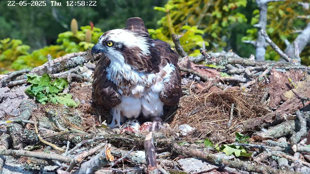 A juvenile osprey is sitting in its nest on a tree branch. The bird has brown and white feathers, with bright yellow eyes and a curved beak. The nest is made of twigs, leaves, and moss, set against a backdrop of green foliage and tree trunks. The photo appears to be taken during daytime on a clear day.
