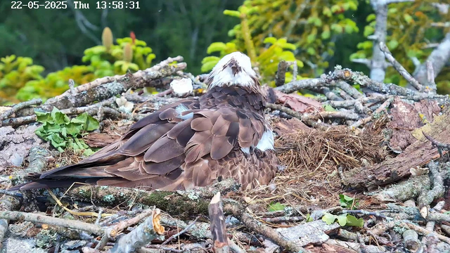 A bird of prey, likely an osprey, is sitting in a nest made of sticks and twigs, surrounded by green foliage. The bird has a white head with a dark eye stripe, brown feathers on its back and wings, and white feathers on its chest. The image appears to be taken from a webcam, with a timestamp at the top showing "22-05-2025 Thu 13:58:31."