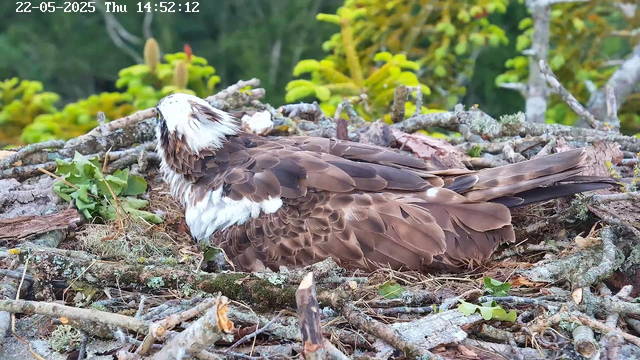 A close-up of a bird of prey, possibly an osprey, resting on a nest made of twigs and branches. The bird has brown and white feathers, with its head turned to the side revealing a sharp eye and a white crest. It is surrounded by green foliage and the background shows a blurred natural environment. The image is timestamped "22-05-2025 Thu 14:52:12" at the top.