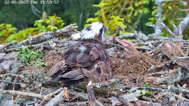 An osprey is sitting in its nest made of sticks, leaves, and moss, with a backdrop of green trees and foliage. The bird is facing to the right, showing its brown and white feathers, and appears to be resting or looking around. A timestamp at the top left corner shows the date and time as 22-05-2025 Thu 15:59:57.