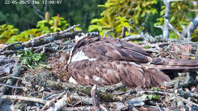 A bird with brown and white feathers is resting on a nest made of twigs and branches, nestled among green foliage. The bird appears to be sleeping or resting with its head tucked under its wing. The background shows a lush, green forest with trees and leaves. The timestamp at the top indicates the date and time as May 22, 2025, at 5:00 PM.