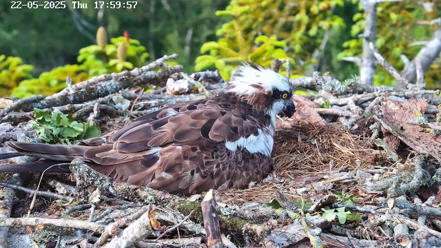 A close-up of an osprey sitting in its nest made of sticks, twigs, and leaves on a tree branch. The bird has brown and white feathers, with a distinctive white head and a dark eye stripe. It appears to be looking to the right. The background shows green foliage and blurred trees. The date and time are displayed at the top of the image.