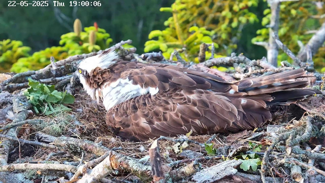 A close-up of an osprey sitting in its nest made of twigs, with a background of green foliage. The bird has brown and white feathers, a distinctive white head with a brown stripe through its eye, yellow eyes, and a sharp beak. The nest contains green leaves and moss, and the bird appears to be resting or observing its surroundings. The timestamp in the top left corner indicates the date and time as 22-05-2025, Thursday at 19:00:06.