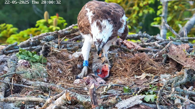 A bird of prey, possibly an osprey, is perched on a nest made of twigs and branches in a forested area. The bird has a brown and white plumage and is holding a fish in its talons, feeding its chicks inside the nest. The background shows green foliage and trees. The image appears to be taken from a webcam, with a timestamp in the top left corner.