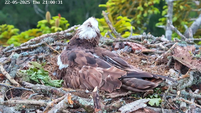A bird of prey, likely an osprey, is resting in its nest made of sticks and leaves. The bird has white and brown plumage with a white head and dark markings around its eyes. The nest is situated among green foliage, with some trees visible in the background. The top left corner displays a timestamp and date: "22-05-2025 Thu 21:00:31."