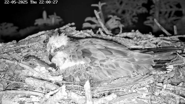 A black and white image of a bird of prey, likely an osprey, resting on its nest made of sticks and twigs. The bird has a distinctive curved beak, intense eyes, and a feathered crest on its head. The background appears dark with some out-of-focus branches or plants. The top left corner displays a timestamp, "22-05-2025 Thu 22:00:27."