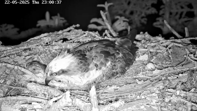 A bird, likely an osprey, is lying on a nest made of sticks and twigs, with its head turned to the left and sharp eyes looking downward. The nest is situated on a branch or tree, with additional branches and foliage visible in the background. The image appears to be captured at night or in low light conditions. The date and time are displayed in the upper left corner.