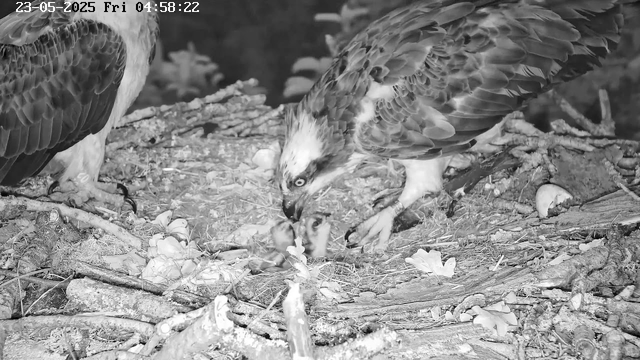 An adult bird of prey, likely a hawk or an eagle, is feeding a smaller bird, possibly a chick or fledgling, on a nest made of sticks, twigs, and natural debris. The adult bird is leaning down with its beak close to the smaller bird, which appears to be receiving a meal. The nest is situated among branches and natural surroundings. The image is in black and white, with a timestamp at the top indicating the date and time as 23rd May 2025, 4:58 AM.
