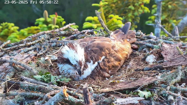 A young eagle chick with brown and white feathers is lying on a nest made of sticks, leaves, and bark. The chick appears to be resting with its eyes closed, surrounded by green foliage in the background. The timestamp in the top left corner indicates the date as 23-05-2025 and the time as 05:58:22.
