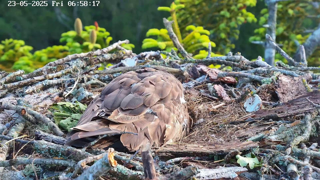 A bird rests in the nest made of sticks and twigs. The nest is situated among green foliage, and the bird's brown feathers are visible as it is turned away from the camera. The image is captured in a natural outdoor setting.