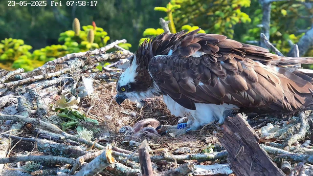 An adult osprey is perched on its nest, leaning forward and watching over its two chicks. The nest is made of sticks and twigs, situated among branches with a background of green foliage. The date and time are displayed at the top of the image.