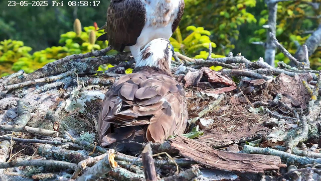 A brown and white osprey is sitting in a large nest made of sticks and moss, with its head tilted upward. An adult osprey is perched above, partially obscuring the view of the bird below. The background shows lush green foliage and sunlight filtering through the trees. The date and time displayed in the top left corner indicate "23-05-2025 Fri 08:58:17".