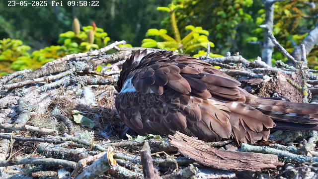 A young bird of prey, possibly a hawk or eagle, is resting or preening on its nest made of sticks and twigs. The bird has dark brown feathers with lighter, white-tipped feathers on its wings. The background shows green foliage and some branches, indicating it is in a natural outdoor environment. The image is captured from a webcam, with a timestamp showing "23-05-2025 Fri 09:58:22" in the top left corner.