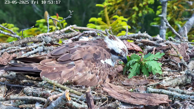 An osprey is resting on its nest made of twigs and branches, surrounded by green leaves and moss-covered wood. The bird has brown and white feathers, a sharp black beak, and yellow eyes. The background consists of blurred green foliage. The top left corner displays the date and time: "23-05-2025 Fri 10:53:17."