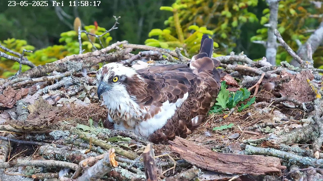 An osprey is resting in its nest made of twigs and branches, surrounded by green foliage. The bird has striking yellow eyes, a dark hooked beak, and brown and white feathers. The image shows the bird lying down on the nest, with its body partly turned and head slightly tilted, gazing intently. The background is lush with leaves and branches. The timestamp at the top left indicates the photo was taken on May 23, 2025, at 11:58 AM.