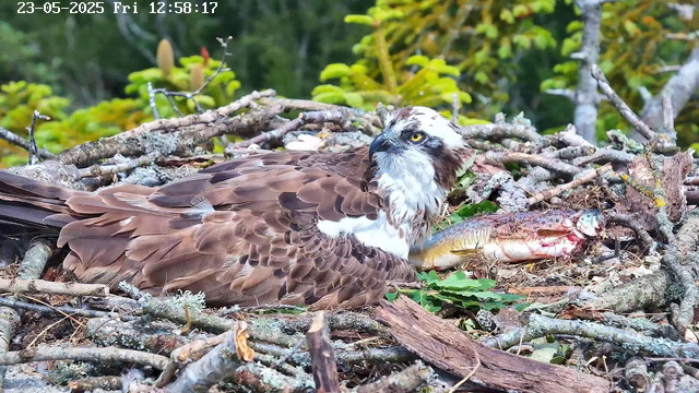 An osprey is sitting in its nest composed of twigs and branches, with green leaves scattered around. It has brown and white feathers, with distinctive white on its head and a black eye stripe. The osprey is holding a fish in its talons, which is partially visible and appears to be freshly caught. The background shows a lush forest with green foliage. The top left corner displays a date and time: 23-05-2025, Fri 12:58:17.