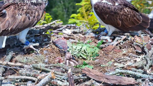 Two adult bald eagles are perched on a nest made of twigs and branches. The eagle on the left is partially visible, showing its brown and white feathers and a blue identification band on its leg. The eagle on the right is mostly visible, with similar brown and white feathers and a blue band on its leg. Inside the nest, there is a chick with downy feathers and an identifiable head, lying among green leaves and small twigs. The background shows blurred green foliage. The timestamp at the top indicates the date and time as May 23, 2025, at 15:58:22.